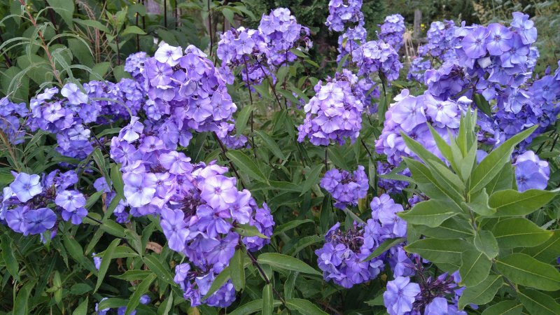 Phlox paniculata 'Blue Paradise' Флокс метельчатый